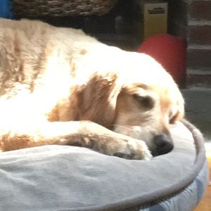 Meet your Posher, Darcel